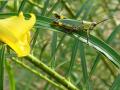 TheGrasshopper