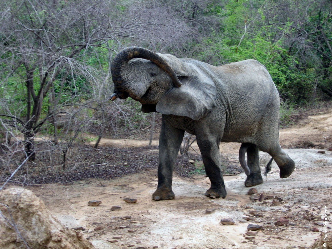 ElephantInMoleNP