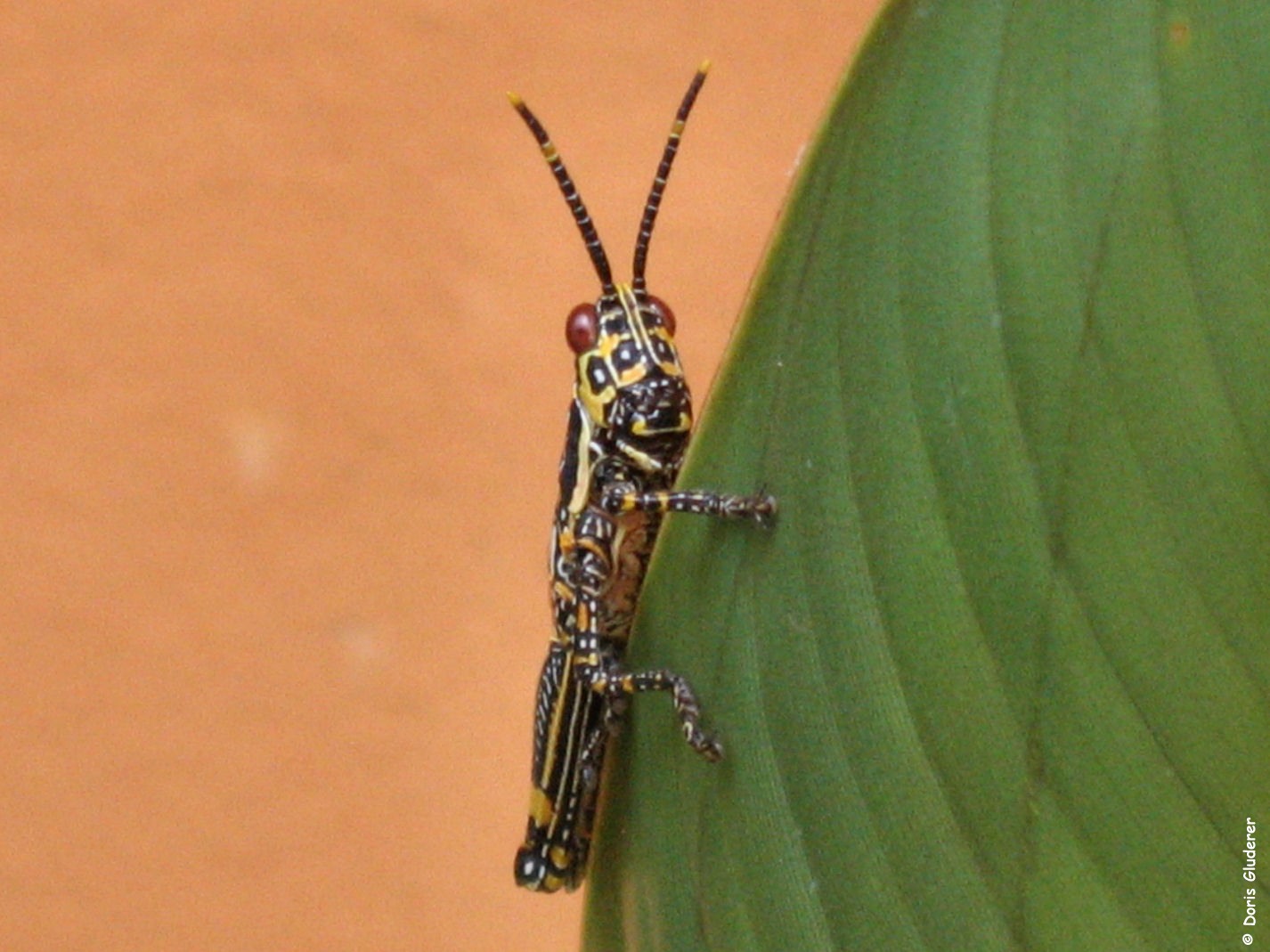 Grasshopper1