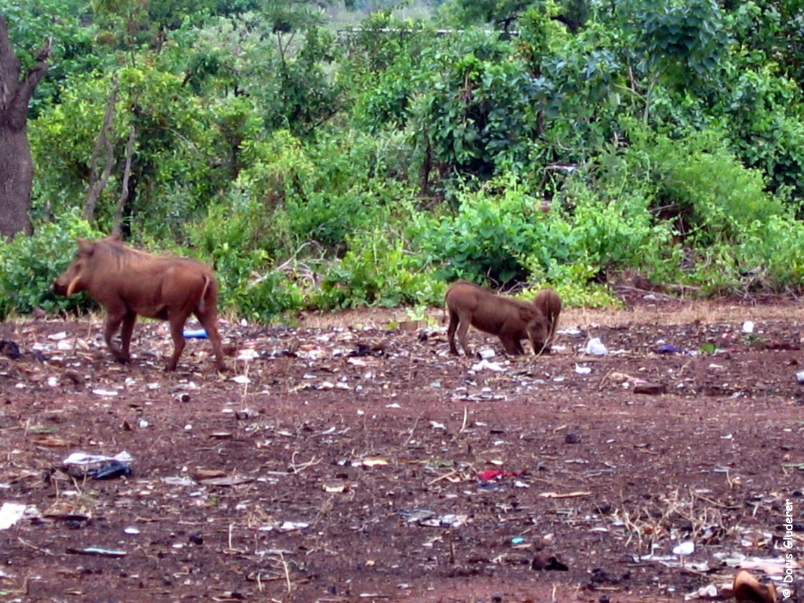 Wildschweine