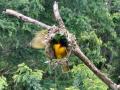 BirdsParadise